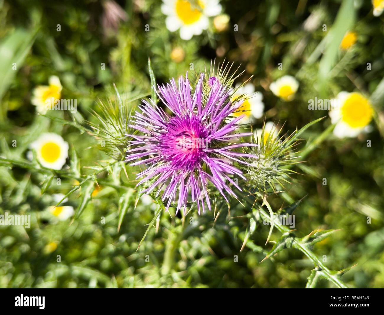 Vista ravvicinata di un vibrante fiore di cardo di latte viola che fiorisce tra spine verdi e margherite selvatiche in un prato soleggiato Foto Stock
