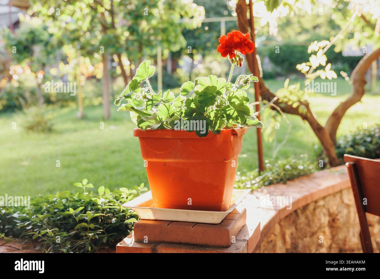 Pentola di terracotta illuminata dal sole sul Ledge, vivace geranio rosso in contenitore di argilla su mattoni impilati, lussureggiante fogliame retroilluminato da Blurred Garden, caldo Foto Stock