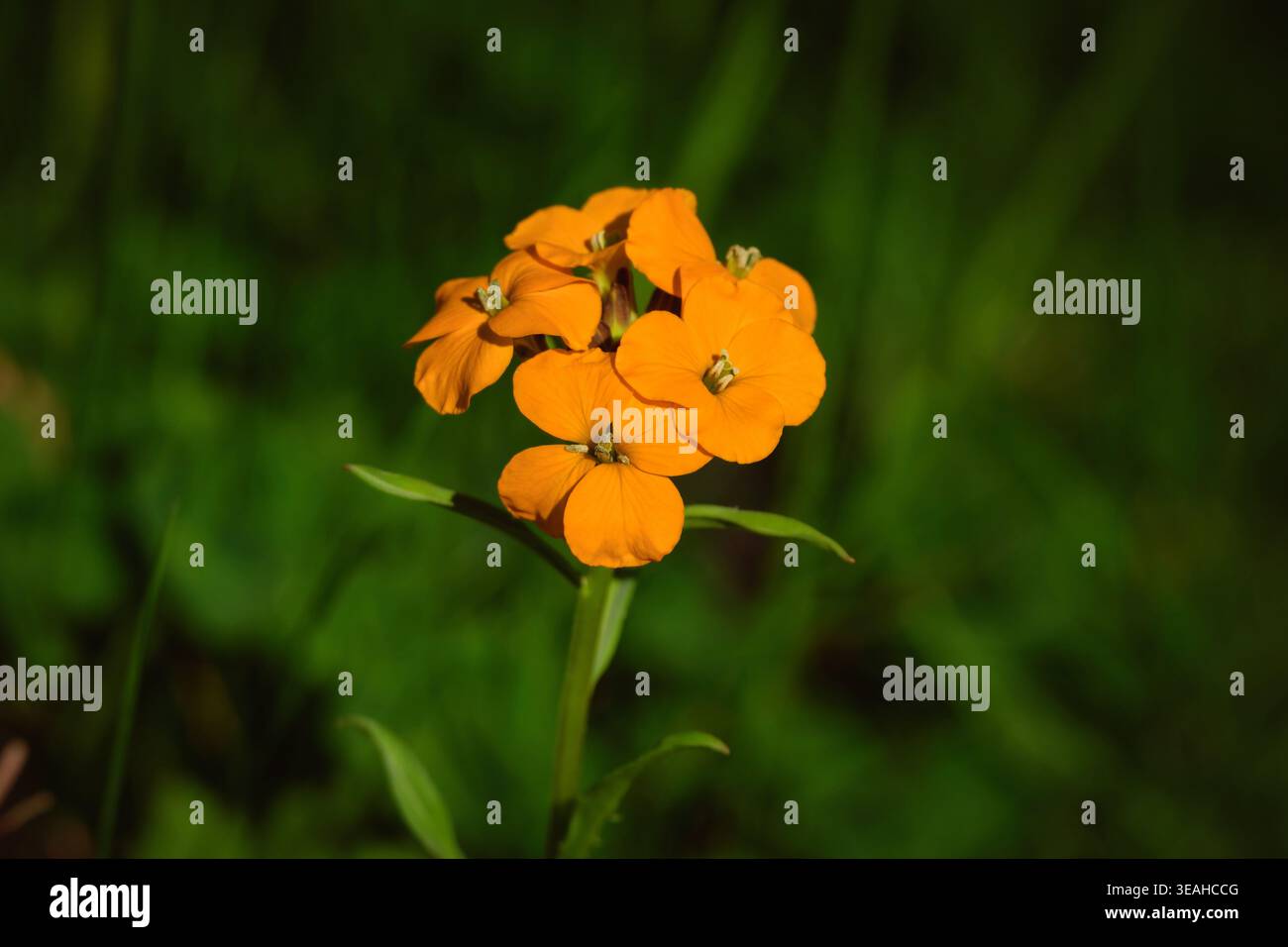 Primo piano di un fiore d'arancia (Erysimum cheiri). Lo sfondo verde scuro enfatizza la luminosità dei petali nella luce naturale primaverile Foto Stock