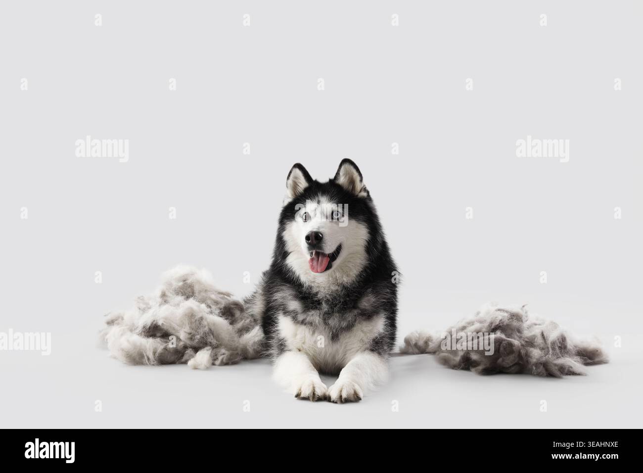 Cane carino e capelli spazzolati dopo la cura del corpo su sfondo chiaro Foto Stock
