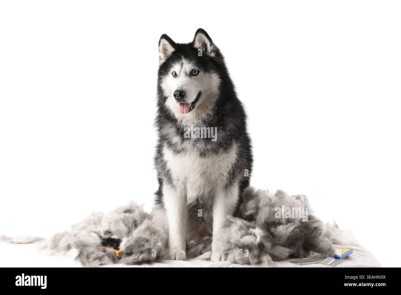 Cane carino e capelli spazzolati dopo la cura del corpo su sfondo bianco Foto Stock