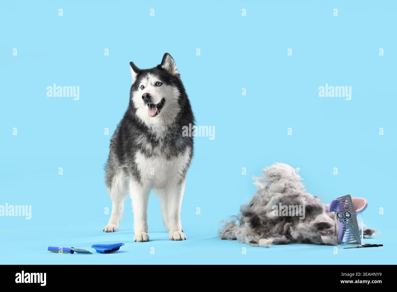 Cane carino, capelli spazzolati e prodotti per la cura del corpo su sfondo blu Foto Stock