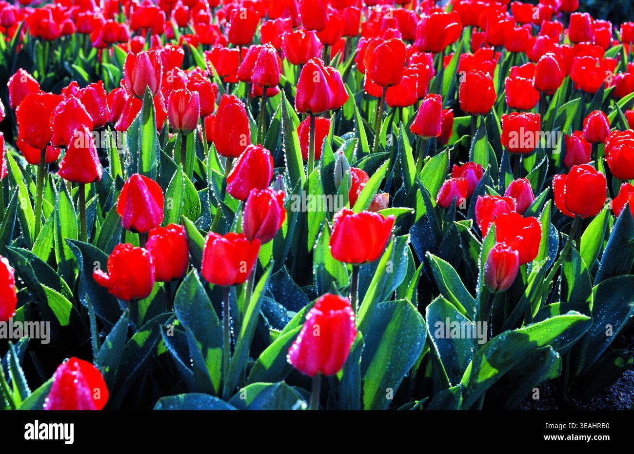 Un campo di tulipani rossi in piena fioritura, che ondeggia nel vento. Foto Stock