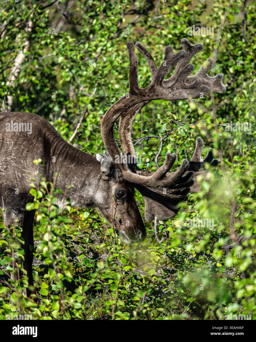 Ritratto ravvicinato di una renna selvatica con imponenti corna che emergono dal verde lussureggiante fogliame estivo nel nord della Norvegia. Foto Stock