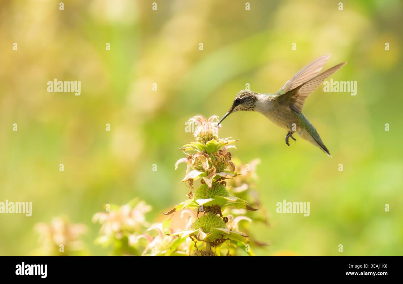 Vista laterale di un colibrì dalla gola rubina che dà da mangiare a un balsamo macchiato durante il sole estivo Foto Stock