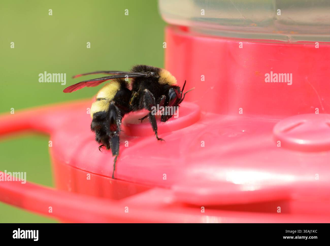 Bumble bee che riceve nettare da un mangime di colibrì in una calda giornata estiva Foto Stock