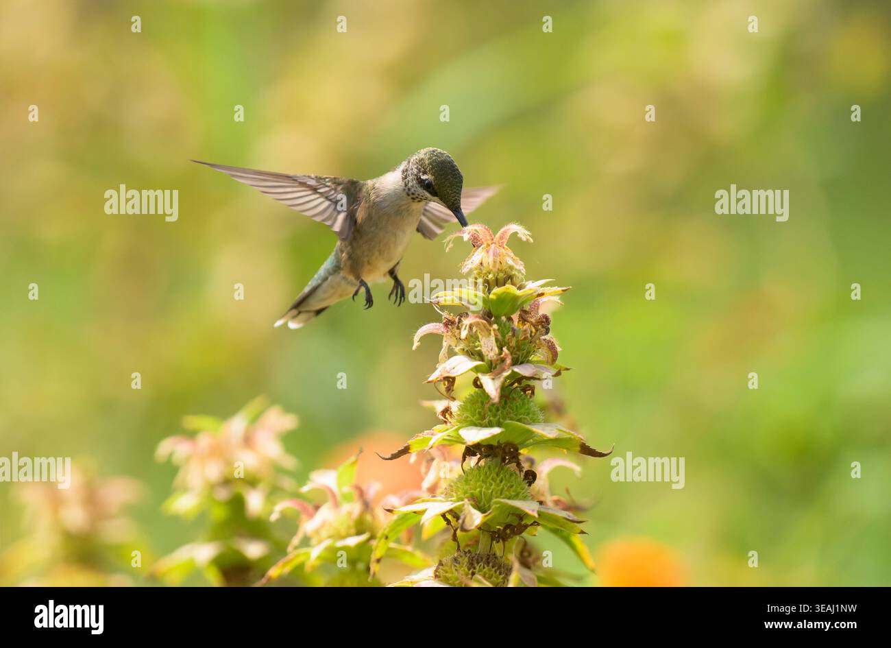 Giovane colibrì maschio che ottiene il nettare da un beebalmo maculato nativo in un giardino estivo Foto Stock