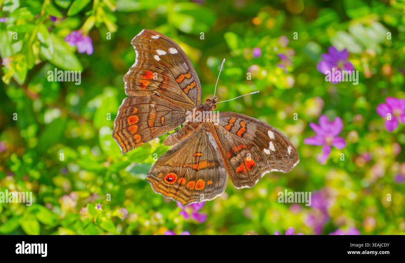 Una farfalla Natal o Brown Pansy (Junonia natalica) tra una mostra di fiori viola al sole con le ali aperte, Magoebaskloof, Sudafrica Foto Stock