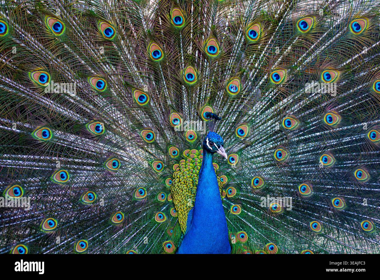Bellissimo pavone. Piume colorate di pavoni. Uccello esotico che mostra la coda. Pavone con piumaggio aperto. Uccello tropicale. Pavone in natura. Primo piano di Foto Stock