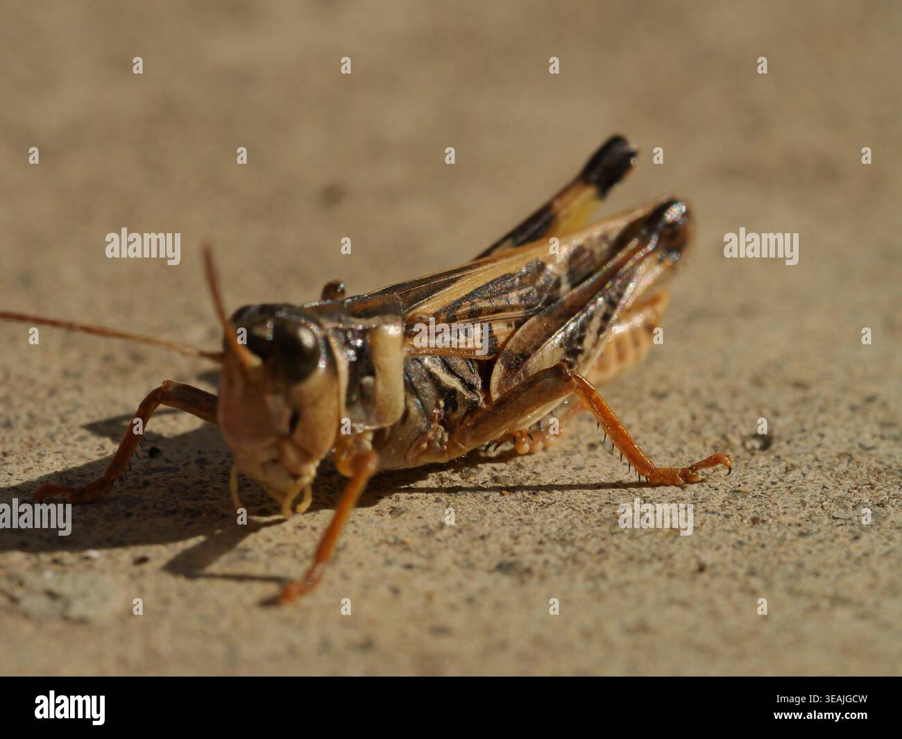 Grasshopper macro primo piano su un terreno sabbioso con texture dettagliata e sfondo di insetti selvatici Foto Stock