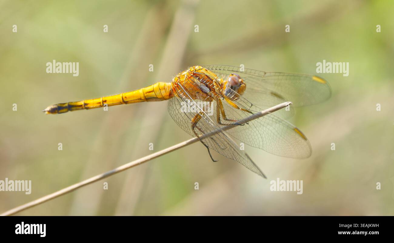 Una libellula gialla Epaulet Skimmer (Orthetrum chrysostigma) si appoggia su un bastone al sole a Kruger, in Sudafrica Foto Stock