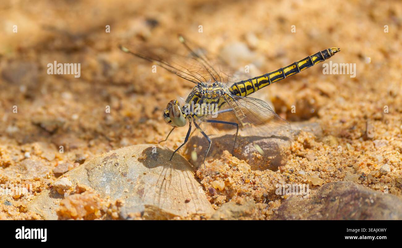 Una libellula gialla e nera del Northern Banded Groundling (Brachythemis impartita) a riposo sul terreno a Kruger, in Sudafrica Foto Stock