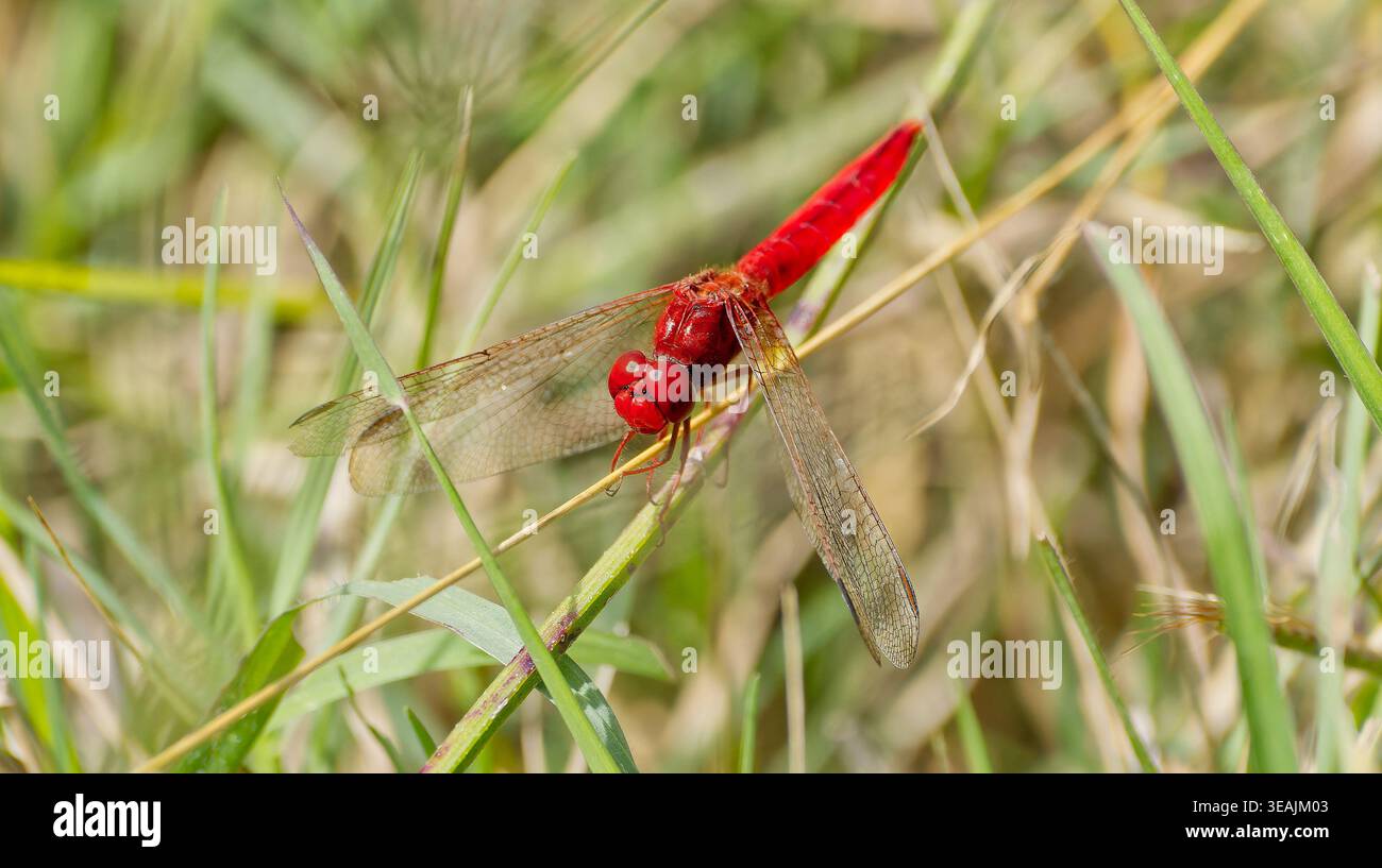 Una scarlatta ampia (Crocothemis erythraea) o una dragonfly Scarlet-darter riposa alla luce del sole a Kruger, in Sudafrica Foto Stock
