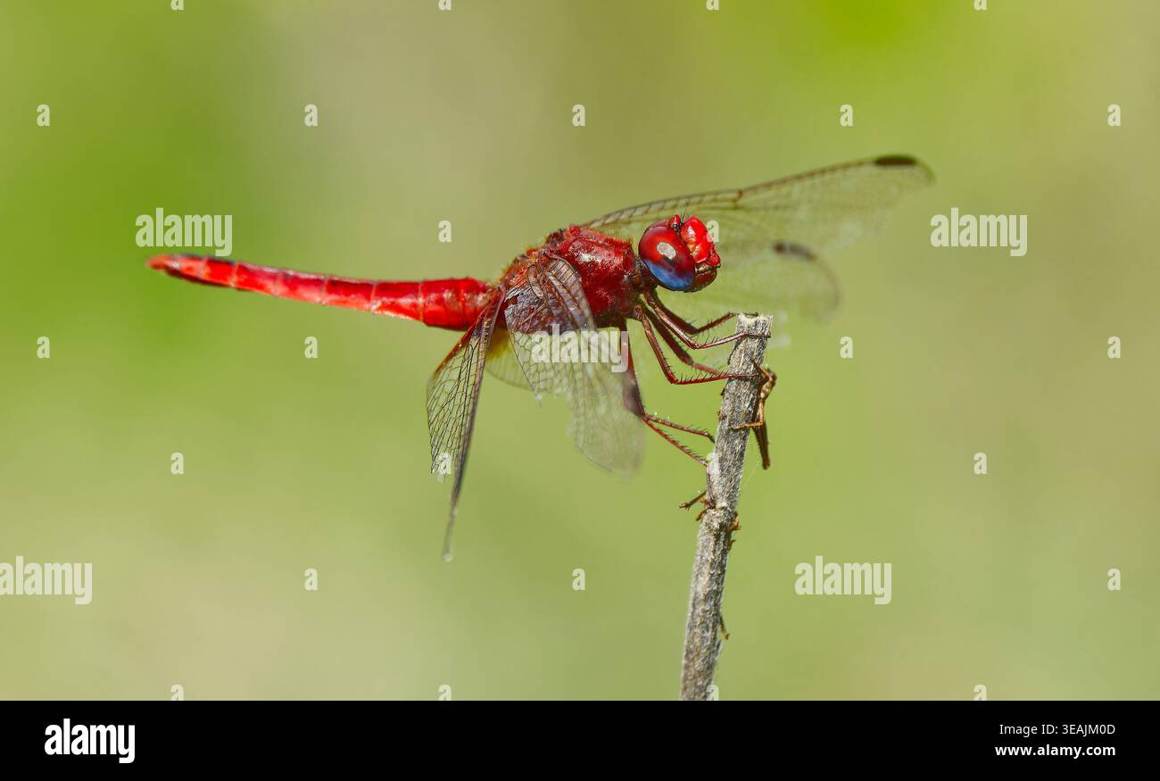 Una scarlatta ampia (Crocothemis erythraea) o una dragonfly Scarlet-darter riposa alla luce del sole a Kruger, in Sudafrica Foto Stock