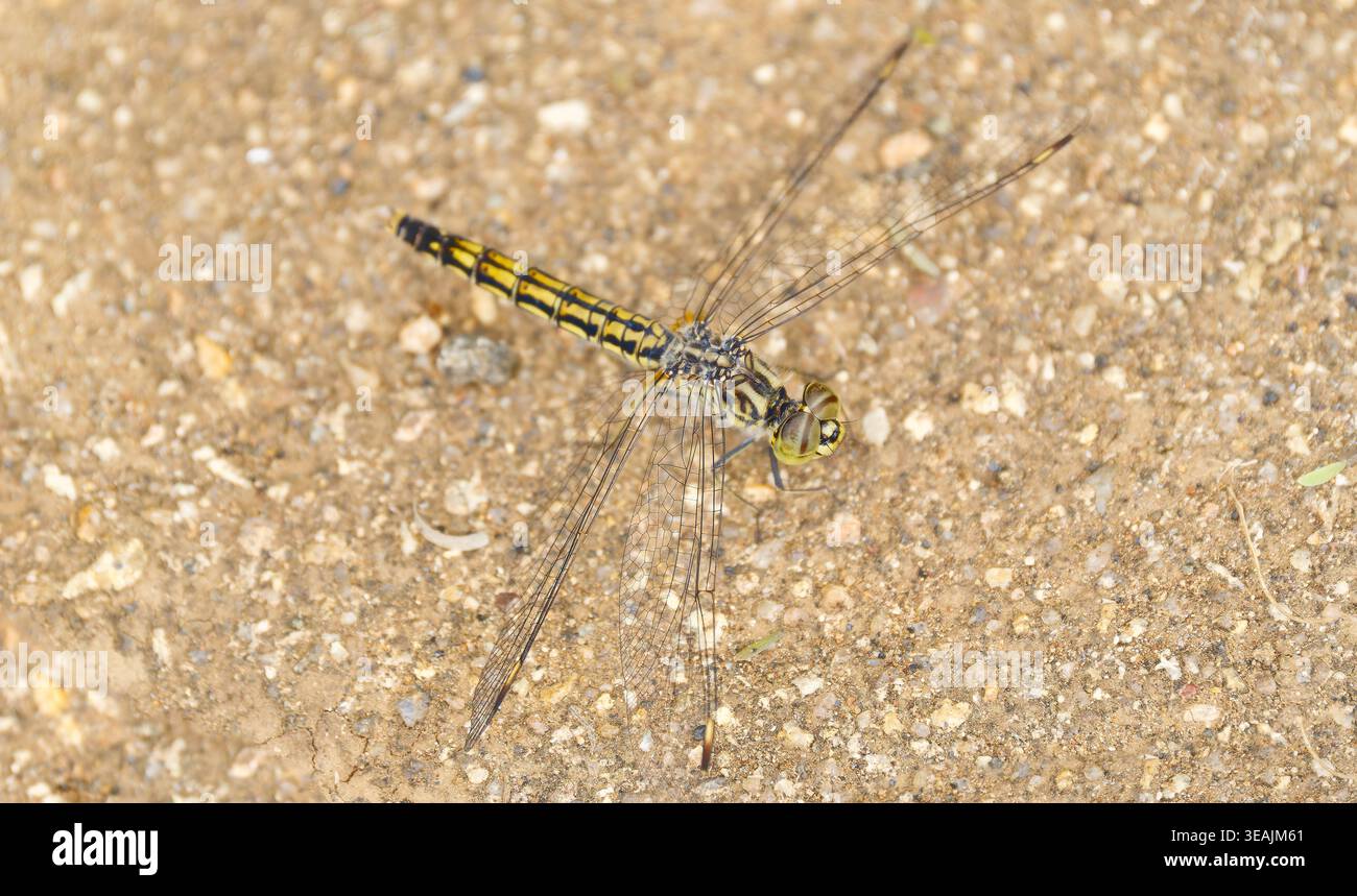 Una libellula gialla e nera del Northern Banded Groundling (Brachythemis impartita) a riposo sul terreno a Kruger, in Sudafrica Foto Stock