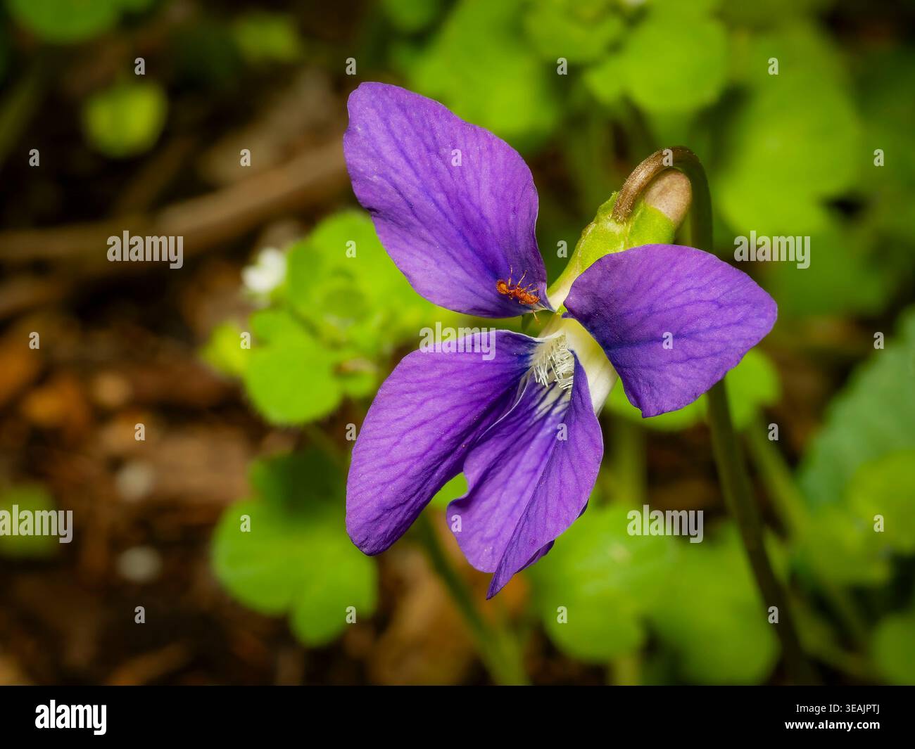 Vista macro di una piccola formica arancione che strizza sui vibranti petali viola di un fiore violetto selvaggio in un lussureggiante giardino di primavera verde Foto Stock