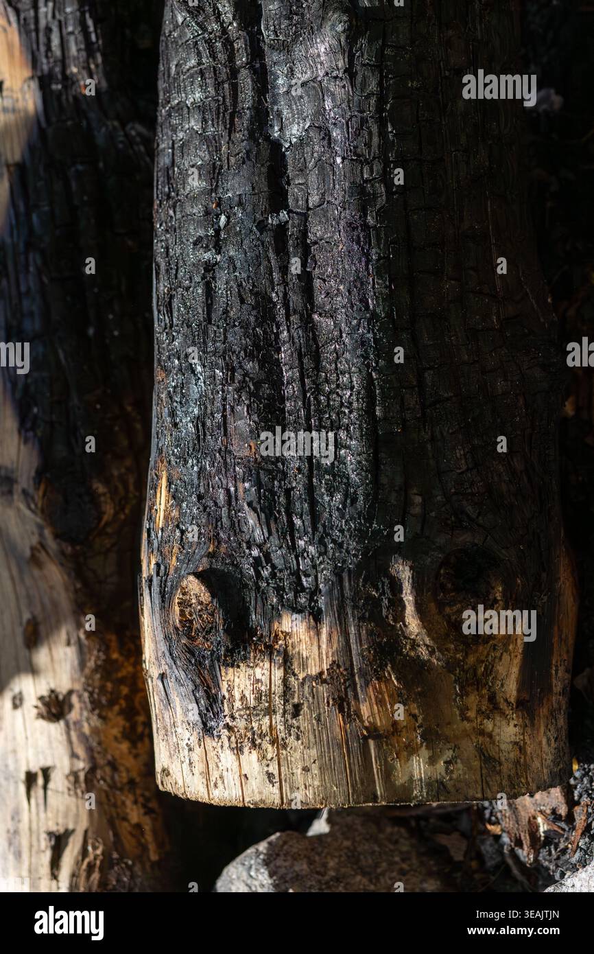 Primo piano verticale di un tronco bruciato e bruciato in una foresta. L'autentica texture della natura per l'ambiente e la realtà colpisce i temi del design. Foto Stock