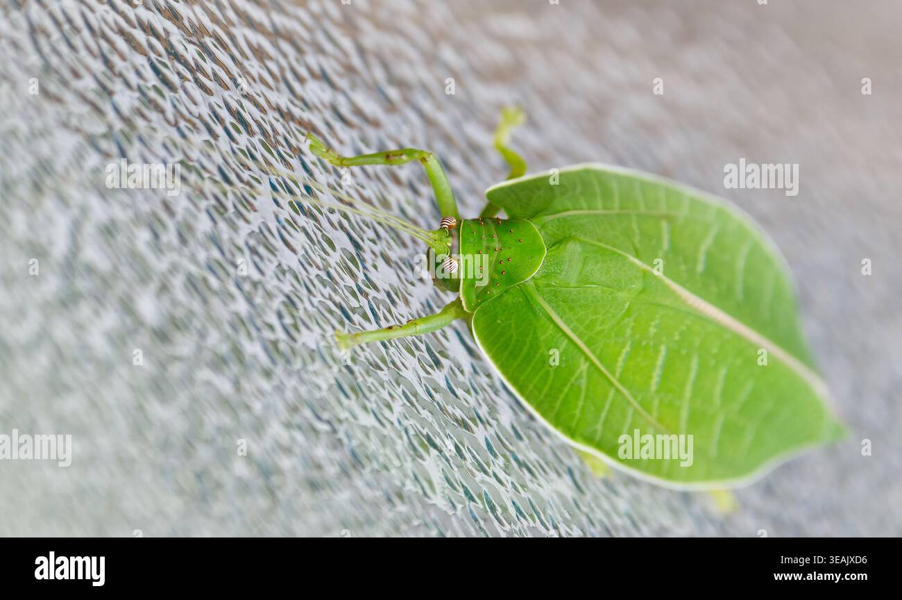 Endemico della regione sudafricana, il Sylvan Katydid (Zabalius ophthalmicus) dalle zampe blu è un insetto simile a una foglia con un'eccellente mimetizzazione. Foto Stock