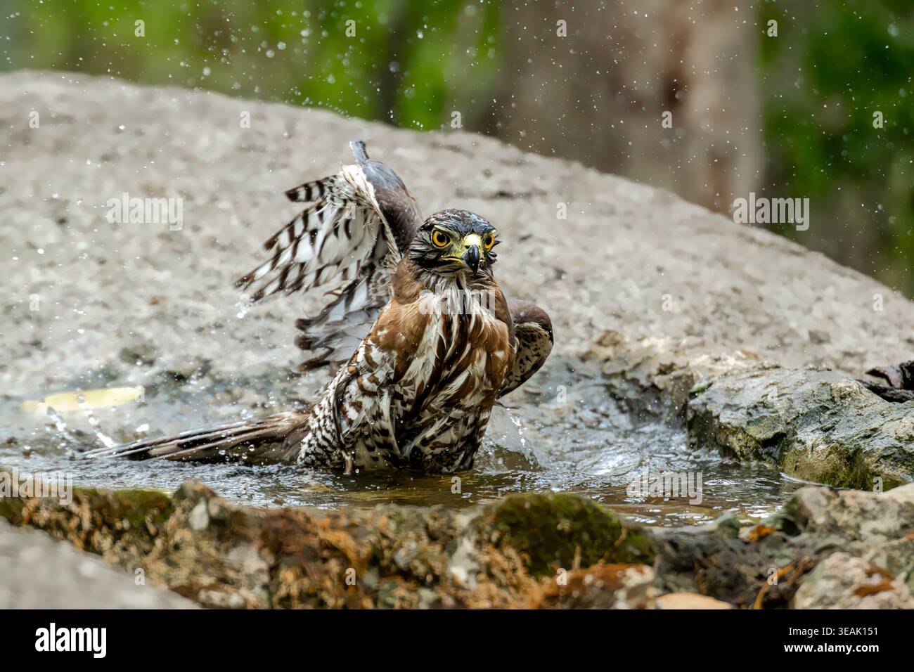 goshawk crestato che spruzza acqua con le ali spalancate Foto Stock