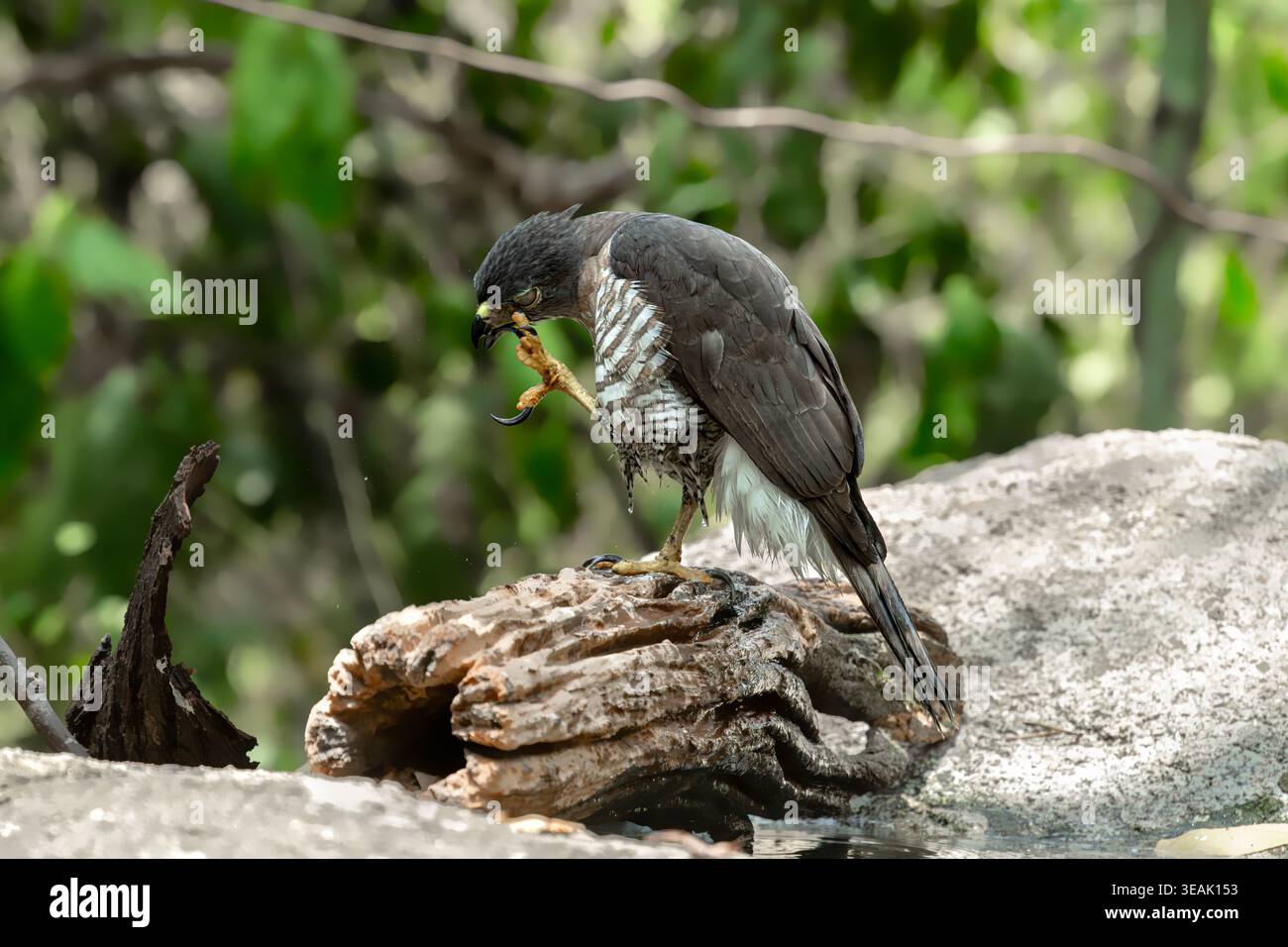 Uccello selvatico goshawk crestato nell'habitat naturale della foresta Foto Stock