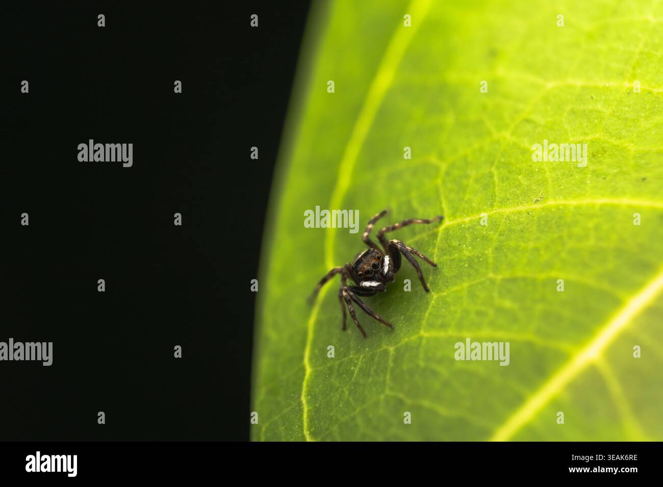 Un maglione maschile di casa di Adanson (Hasarius adansoni) su una foglia. Immagine macro ad alto ingrandimento di un ragno che salta. Foto Stock