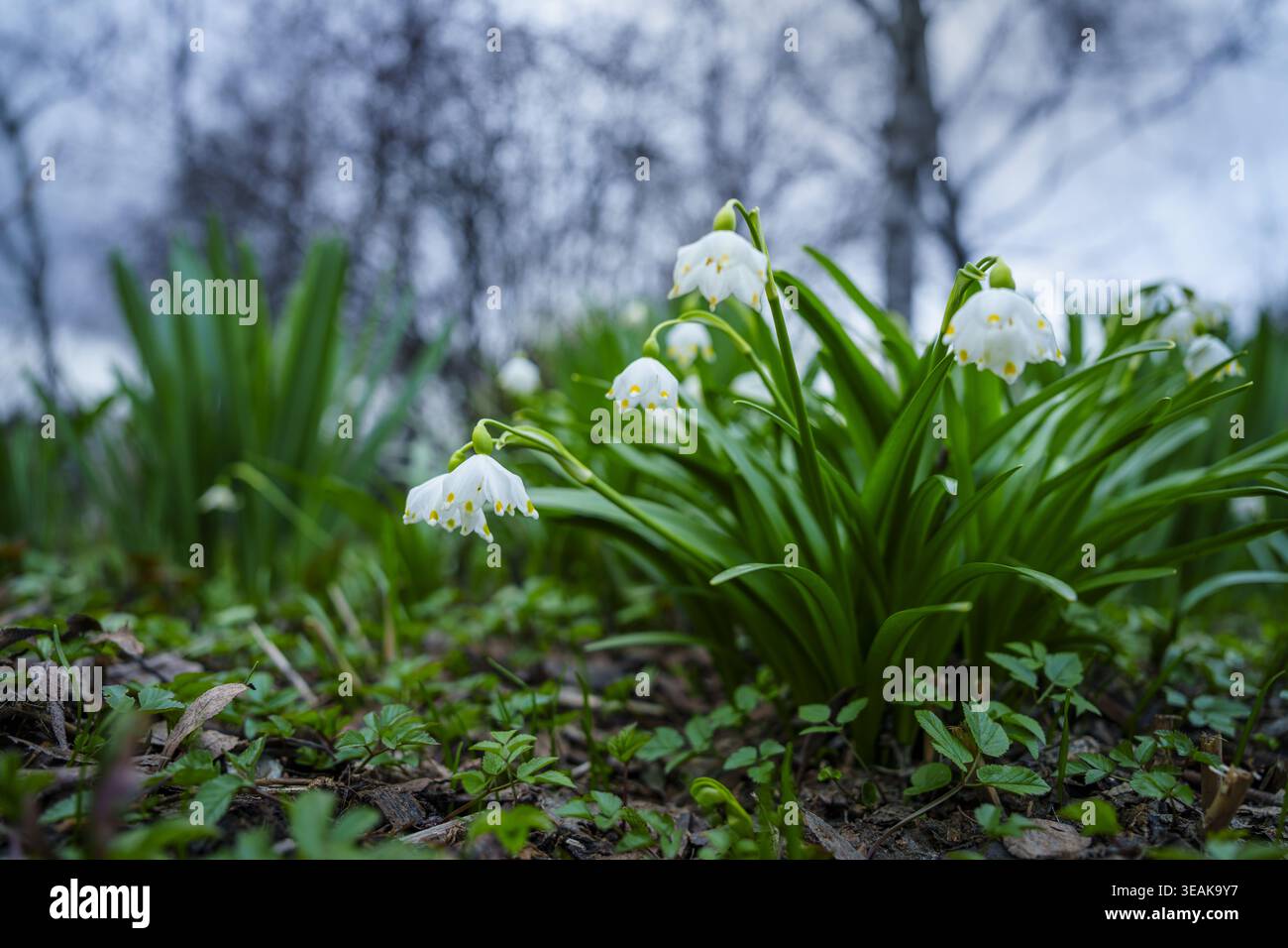 Vista dei delicati fiori bianchi di neve, pieni di vita sullo sfondo di alberi dormienti, promessa dell'arrivo della primavera, Mosca, Mosca, Russ Foto Stock