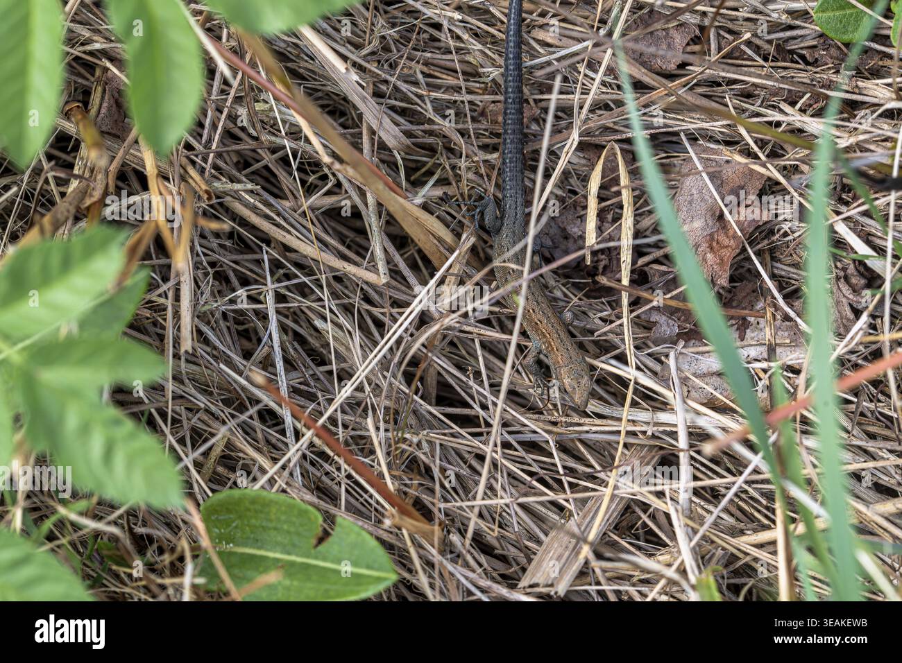Lucertola forestale (Zootoca vivipara), nascosta tra cespugli con coda ricreata, Renania settentrionale-Vestfalia, Germania Foto Stock