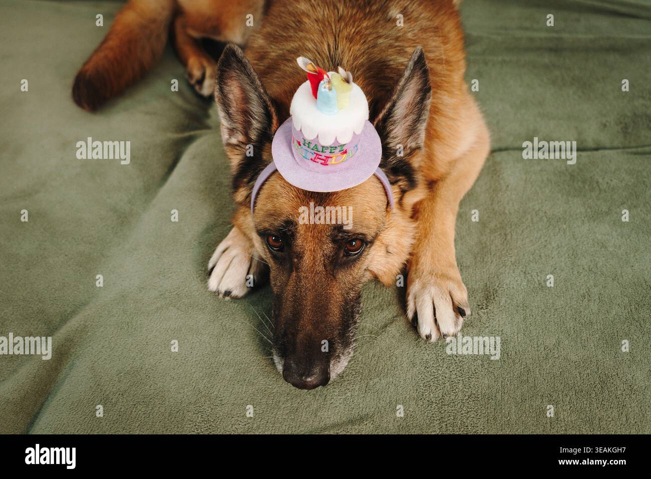 Canino pastore tedesco sdraiato su un divano verde con un piccolo cappello a forma di torta di compleanno. Scena interna accogliente con un animale domestico calmo e concetto di celebrazione. Foto Stock
