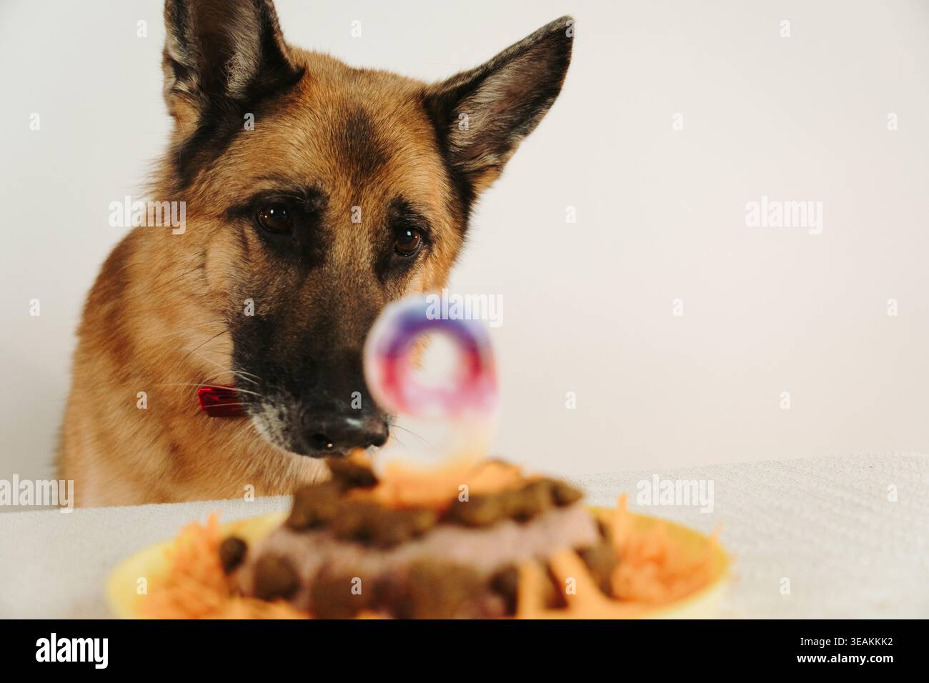 Cane pastore tedesco che guarda una torta di compleanno con una candela con il numero nove. Momento tranquillo degli animali domestici prima della festa con una luce soffusa. Foto Stock