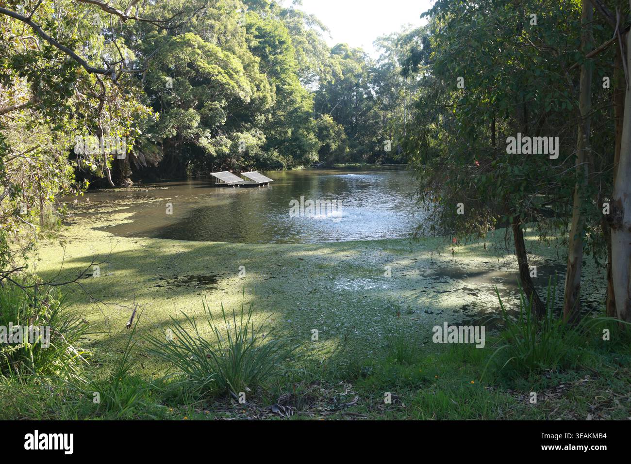 Coffs Harbour, NSW, Australia. 9 aprile 2026. Credito: Immagini NSW/Alamy Foto Stock