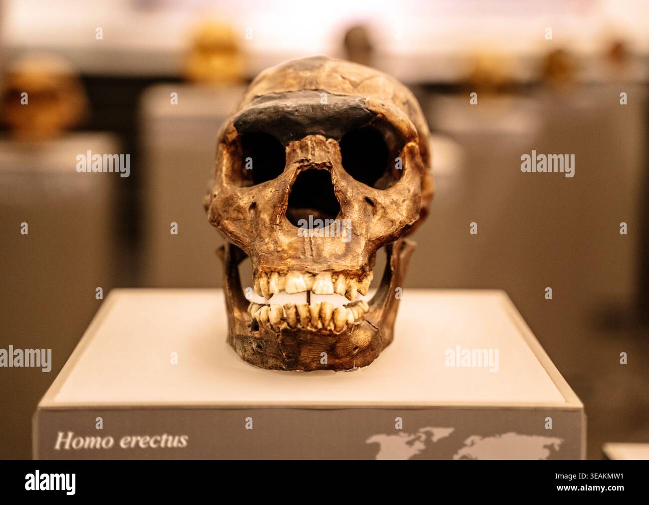 Tbilisi, Georgia - 19 aprile 2026 Homo erectus cranio fossile in esposizione al museo campione paleoantropologico con vista frontale. Foto di alta qualità Foto Stock