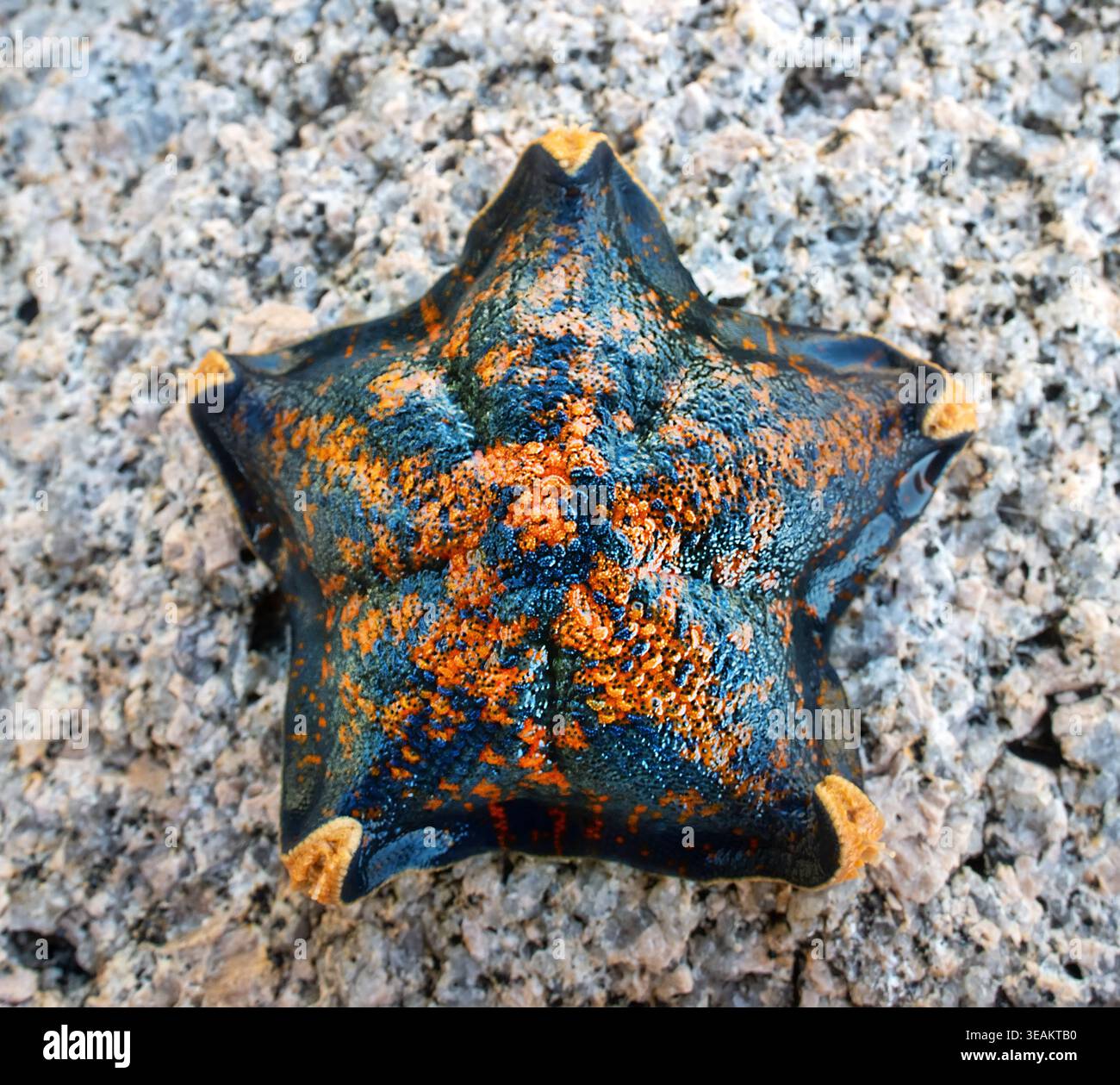 Stella marina (Patiria pectinifera, rossa). Mare del Giappone. Costa siberiana, Estremo Oriente. Scavatori onnivori, predatori. Alla scoperta di un cadavere di grandi animali, il Foto Stock