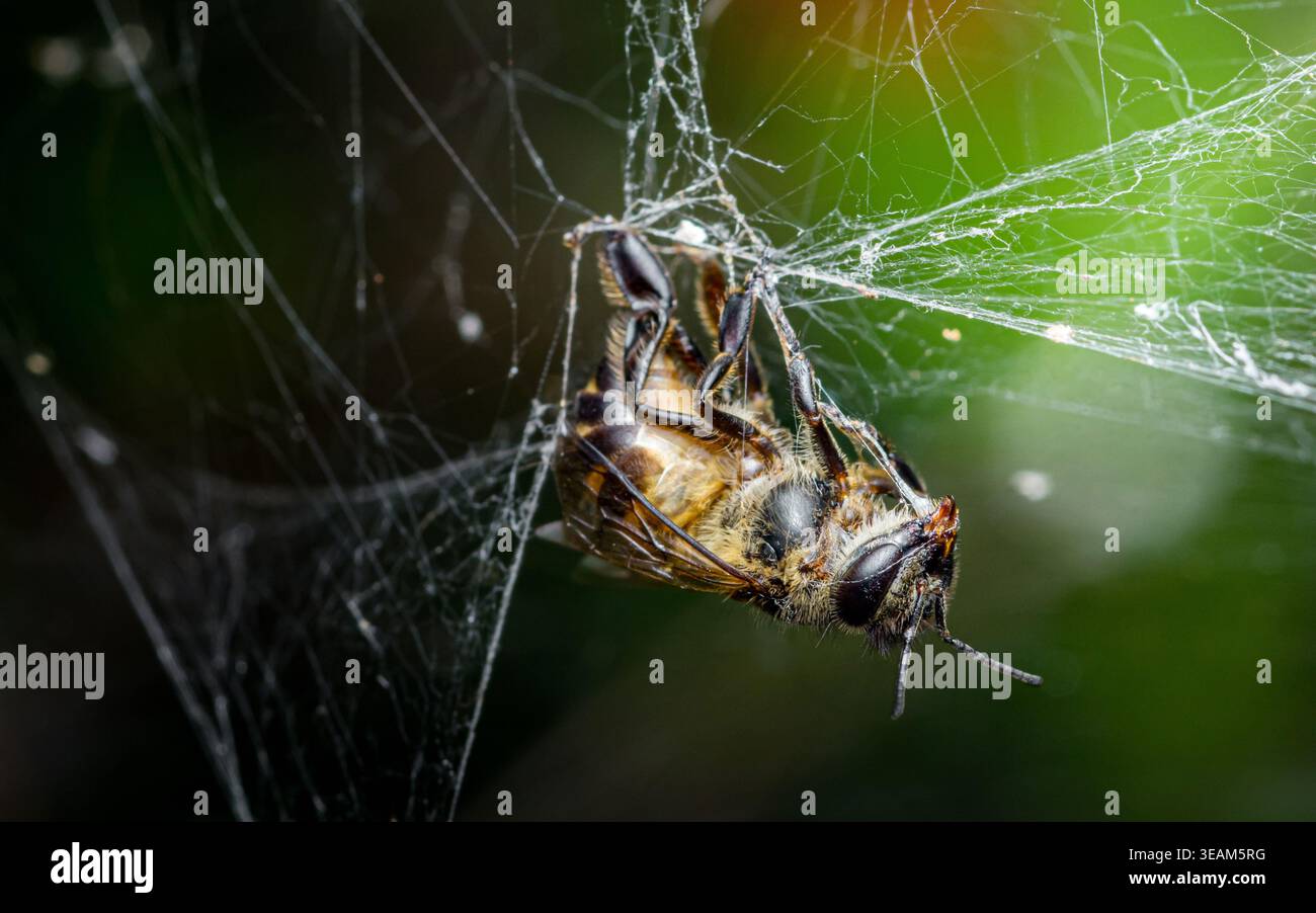 Api impigliate nella ragnatela, drammatico primo piano che illustra il pericolo di predatore-preda, la lotta, la vulnerabilità nella natura. Fotografia in Thailandia, niente generati Foto Stock