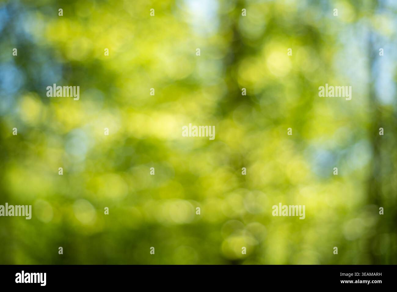 Sfondo bokeh astratto della foresta verde con luce solare filtrando tra gli alberi estivi e la luce soffusa naturale sfocata Foto Stock