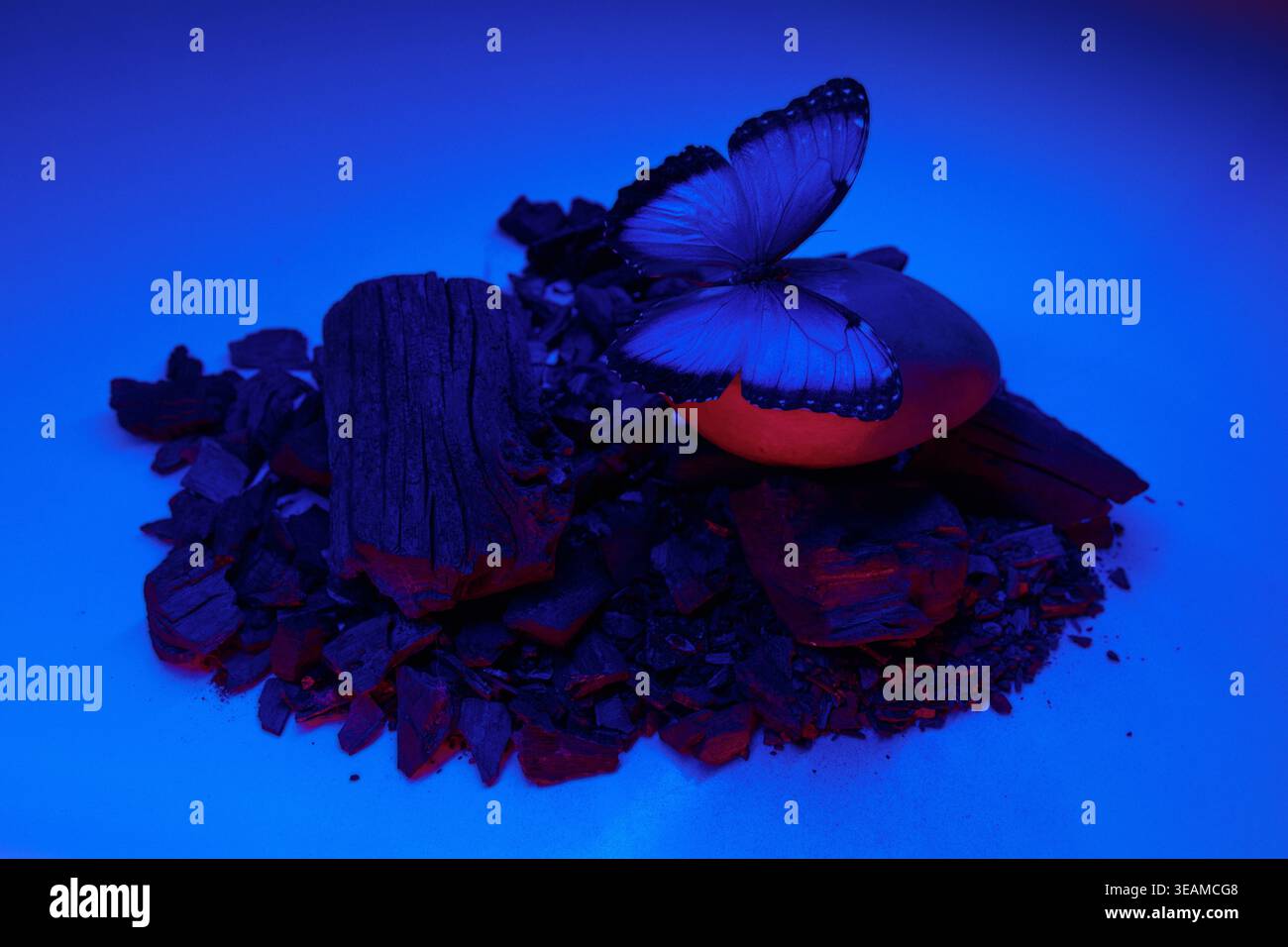 Composizione surreale con una farfalla blu su carbone e legno bruciato sotto luce al neon blu e rosso. Concetto di rinascita, fragilità ed ecologia. Foto Stock