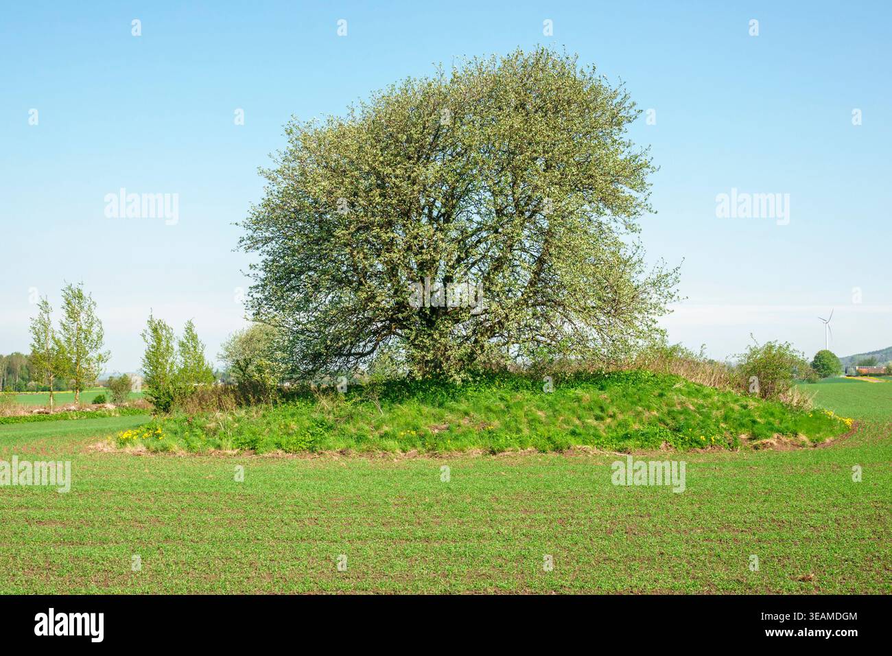 un solo albero in un campo seminato Foto Stock