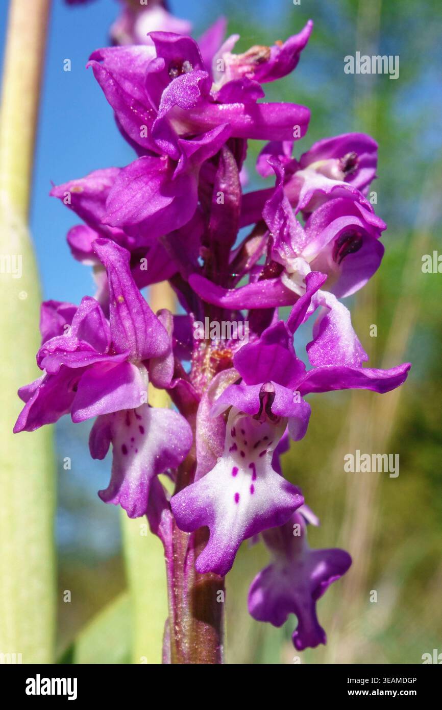 Primo piano ai primi fiori di orchidea viola Foto Stock