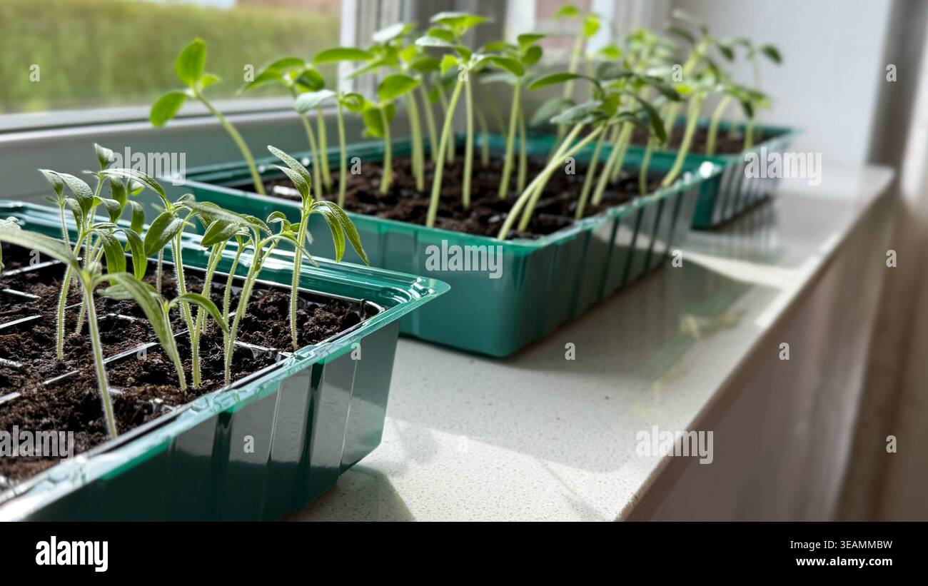 Piantine verdi che crescono in vassoi di plastica su davanzale con luce naturale che illumina le piante e il terreno in un ambiente di giardinaggio domestico Foto Stock