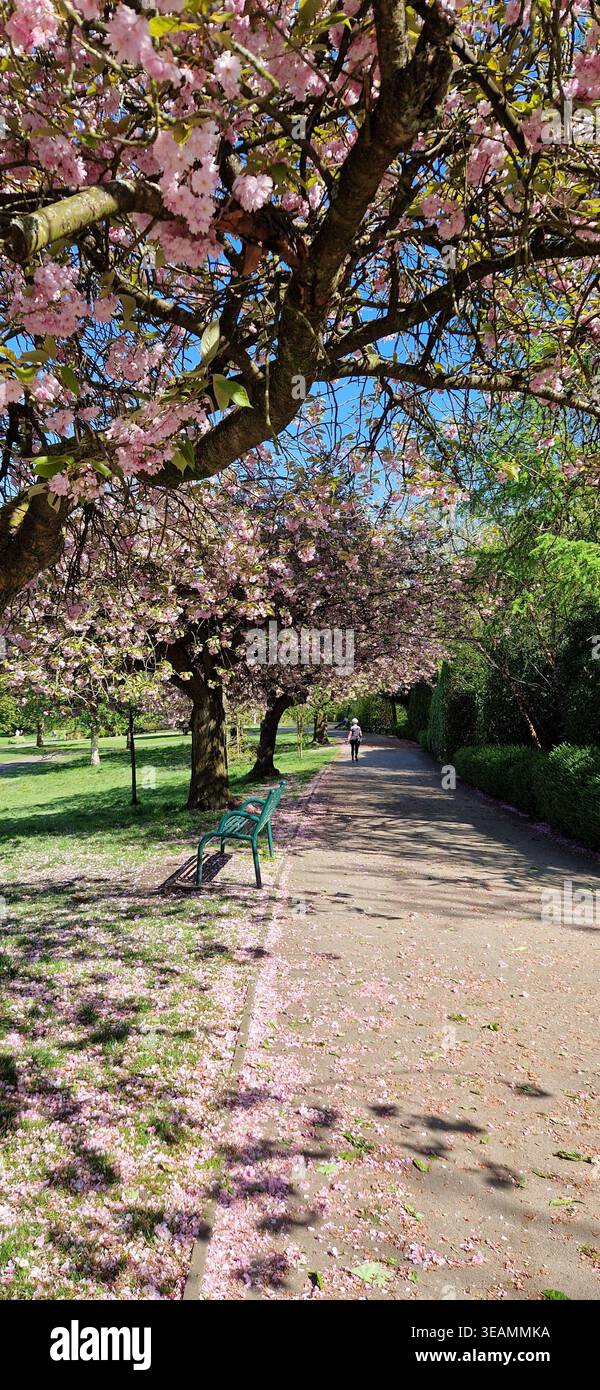 Spring Blossom a Vernon Park, Stockport Foto Stock