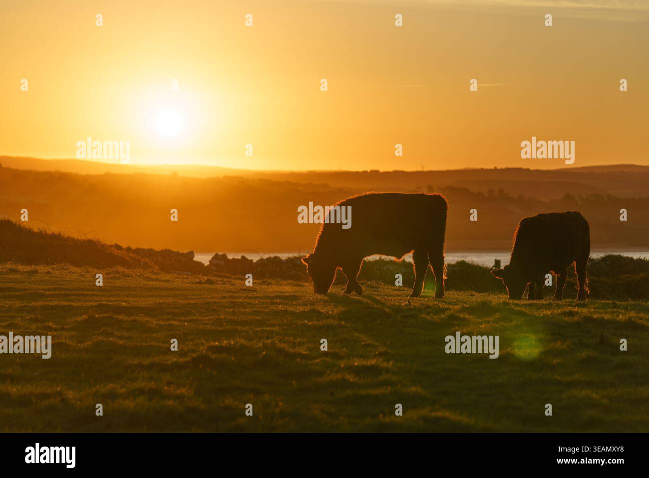 Bestiame che pascolano su un pascolo costiero della Cornovaglia, bagnato dalla luce del sole di una splendida alba Foto Stock