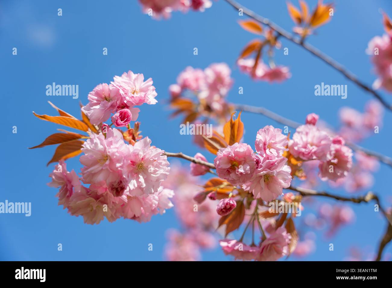I fiori rosa oscillano dolcemente contro un cielo blu limpido. I rami contengono delicati petali e morbide foglie emergenti. La bellezza naturale cattura l'fugace primavera, Foto Stock