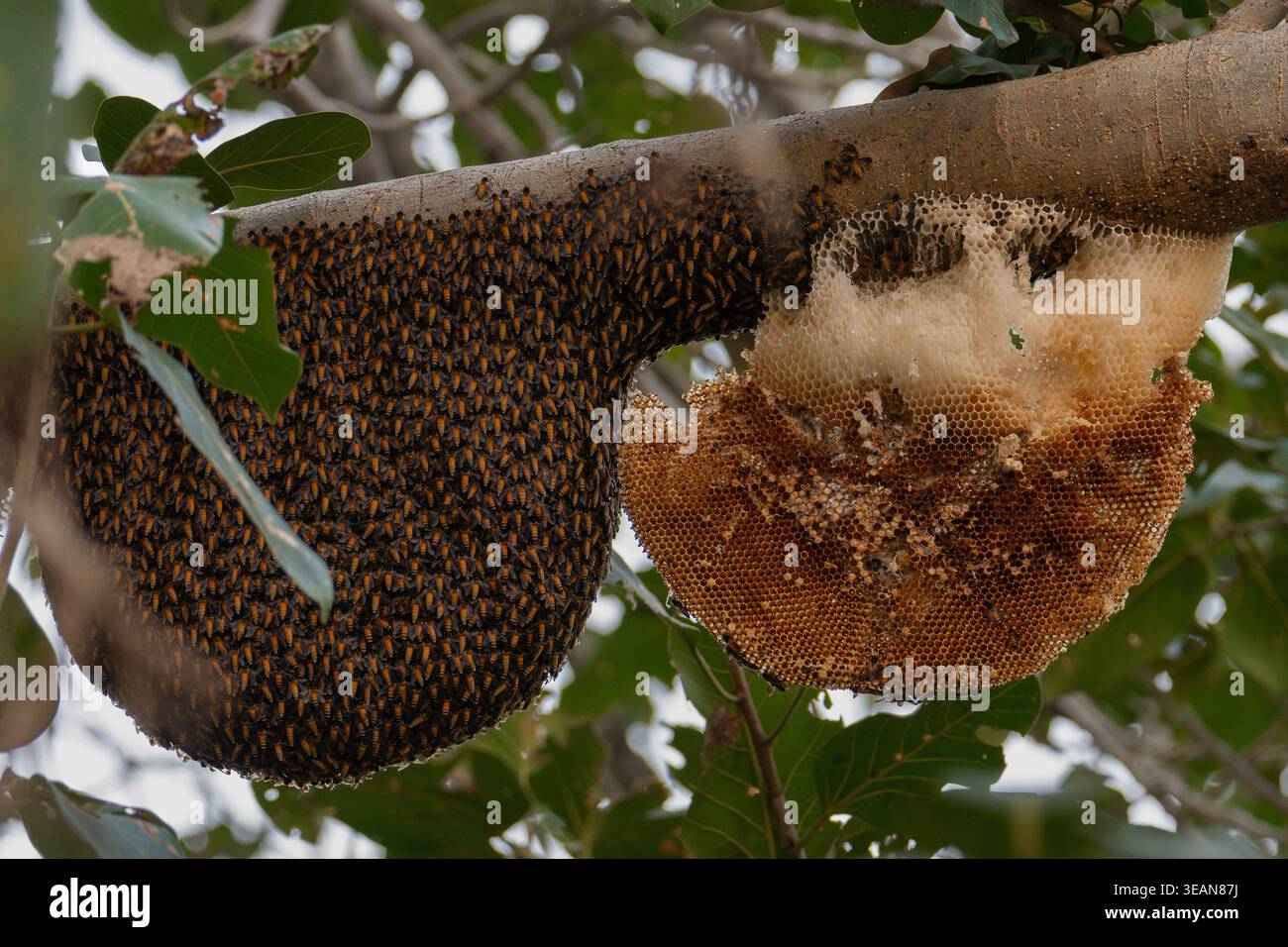 Sciame di api giganti selvatiche (Apis dorsata) e favo esposto sul ramo degli alberi, parco nazionale di Ranthambore, Rajasthan, India Foto Stock