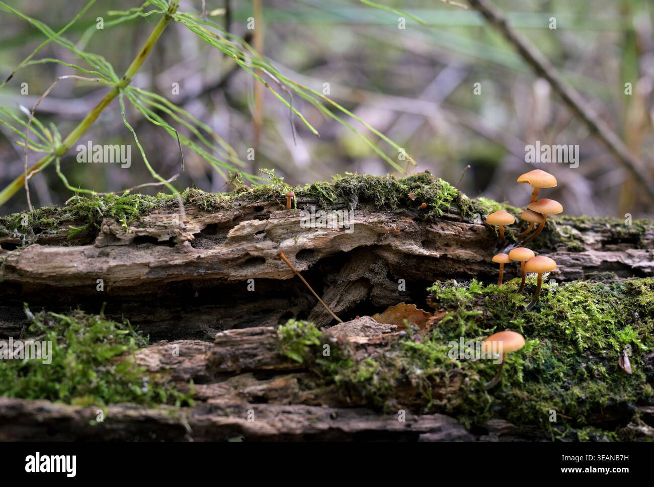 Funghi Galerina marginata sul tronco di Mossy Rotten nella foresta Foto Stock