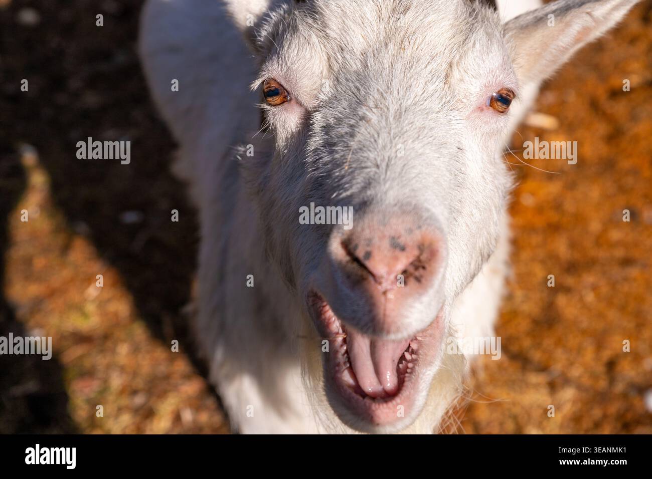 Graziosa capra bianca da vicino con la bocca aperta che guarda direttamente la fotocamera. Ritratto di animali della fattoria rurale. Concetto di agricoltura e agricoltura. Foto Stock