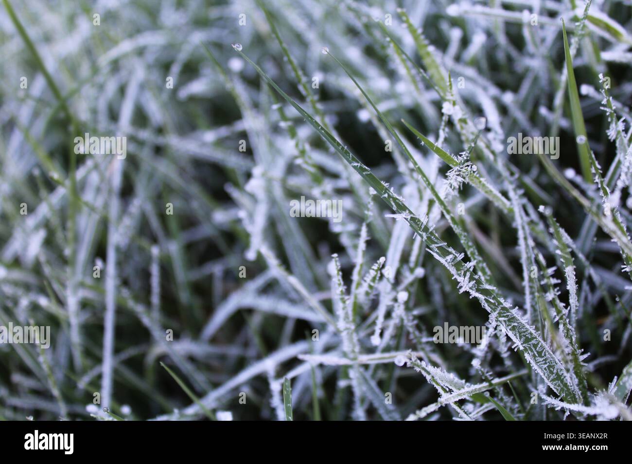 Lame d'erba smerigliate, alcune aree a fuoco, altre no, perfette per l'oversetting del tipo, ad esempio in caso di gelo. Foto Stock