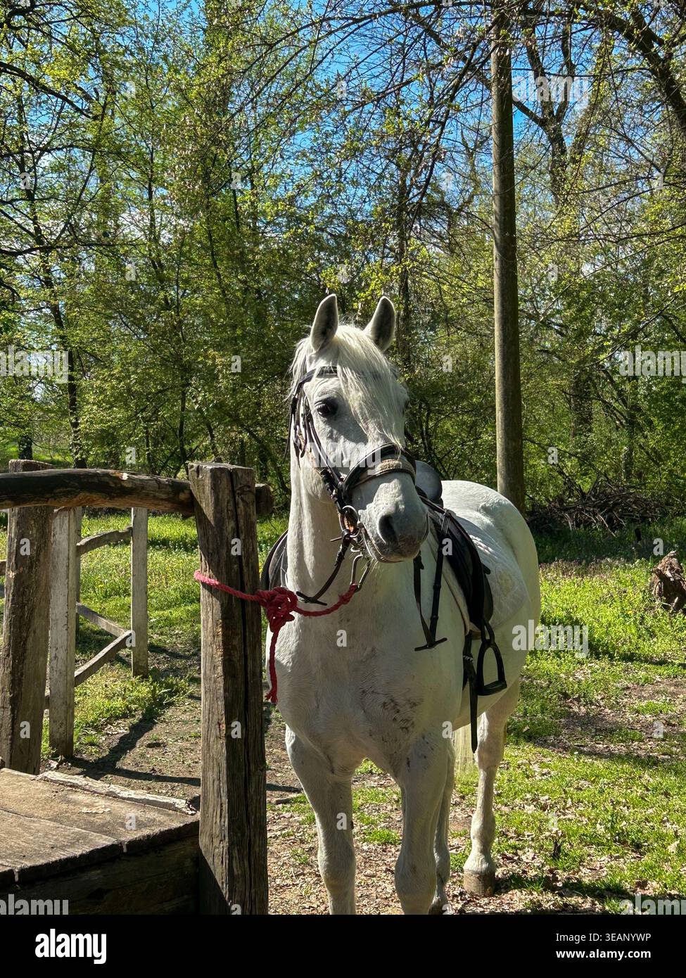 Un maestoso cavallo bianco in piedi vicino ad una recinzione di legno in una lussureggiante foresta verde con luce del sole che scorre attraverso gli alberi. - Immagine stock catturata con smartphone