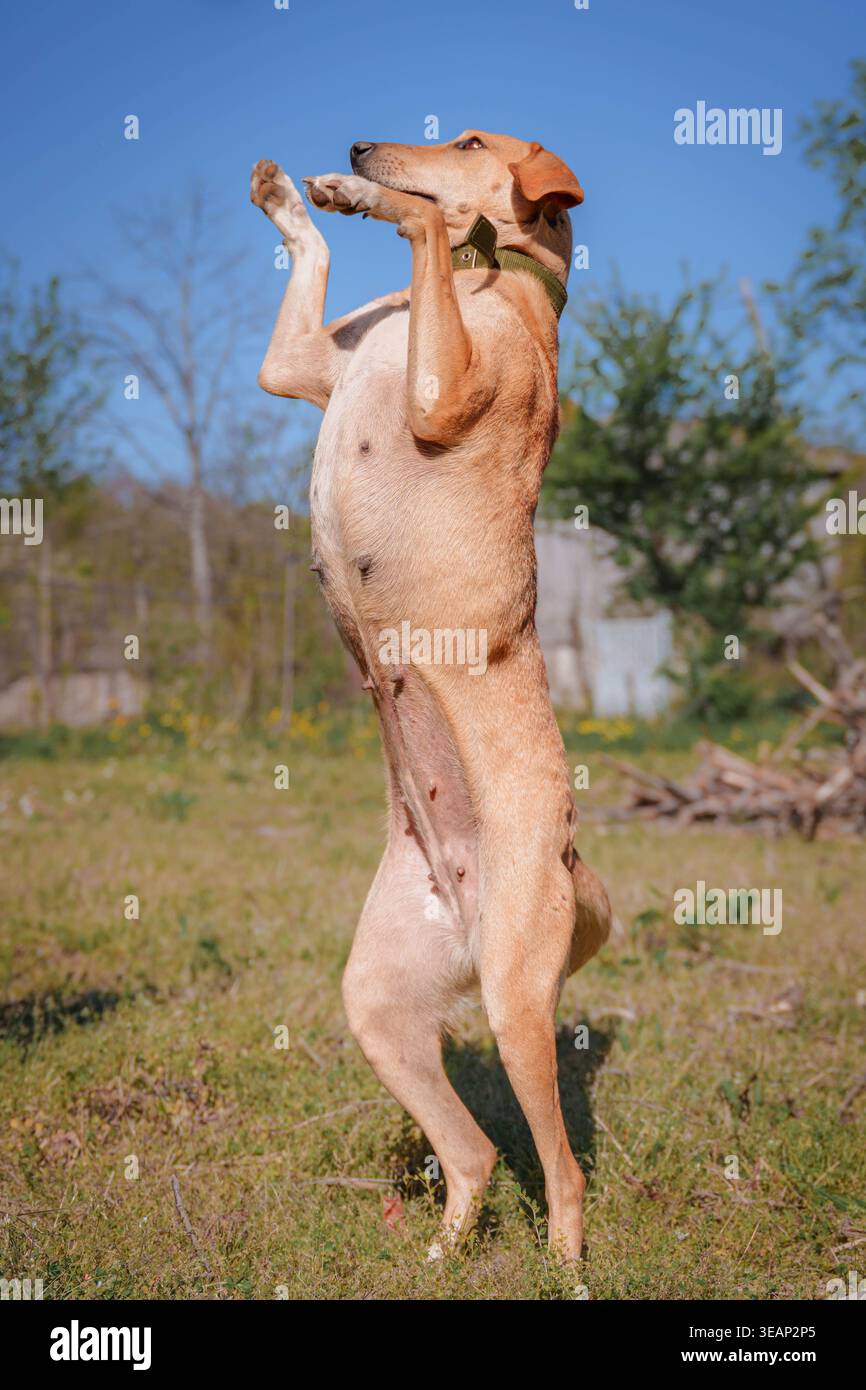 Brown Dog in piedi su Green Grass in Park Setting Foto Stock