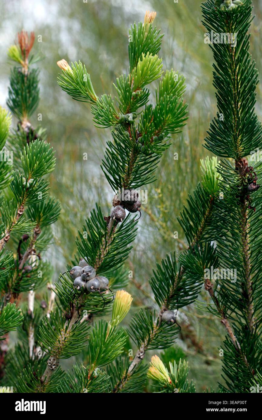 Cialde di semi di Calothamnus quadrifidus. Foto Stock