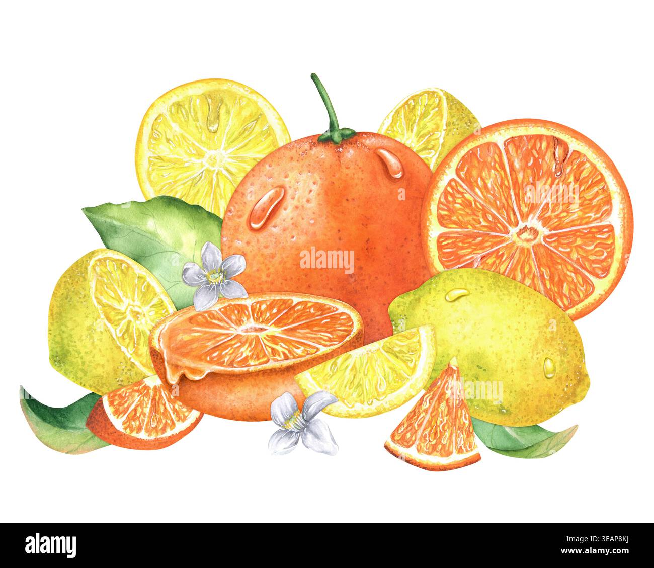 Illustrazione ad acquerello di arancio e limone con fette, spicchi di agrumi succosi, foglie verdi e fiori bianchi, dipinte a mano e isolate. Per l'imballaggio Foto Stock