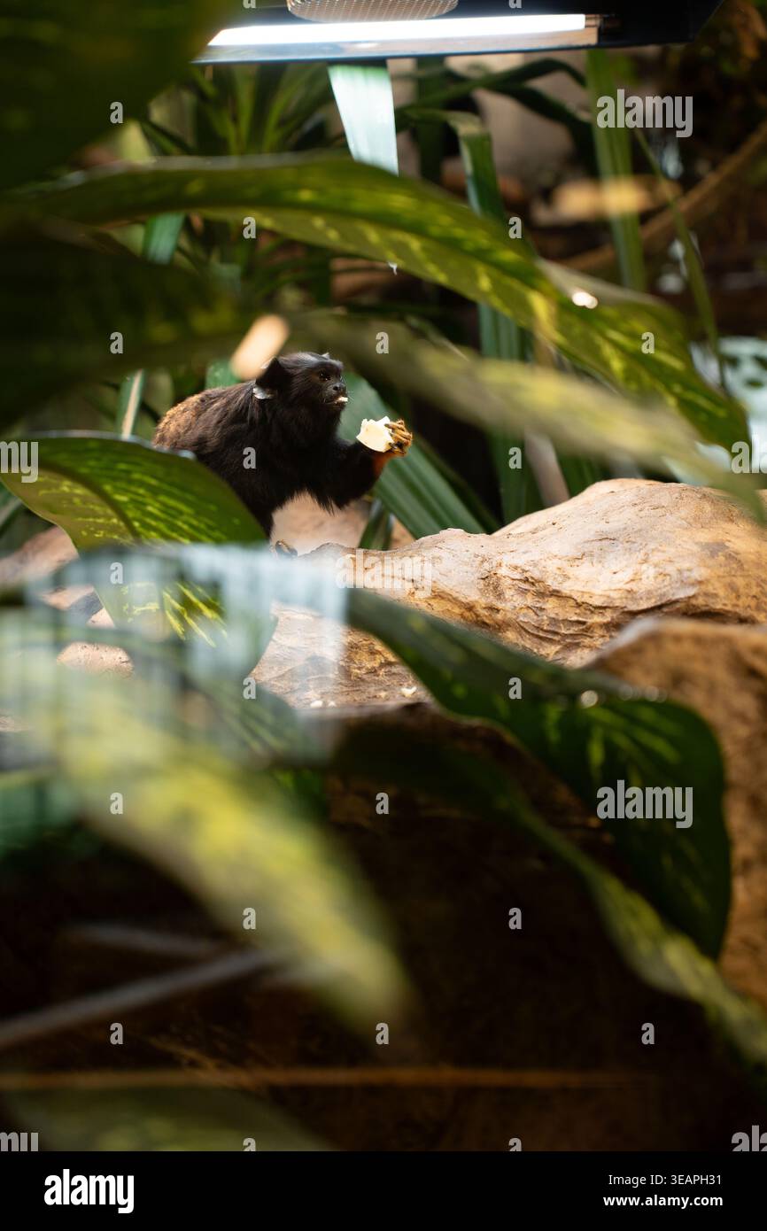 piccola scimmia tamarin nera arroccata su una roccia illuminata dal sole in mezzo a fitte fogliame tropicale, che tiene un pezzo di frutta sotto una calda luce esterna, intimo zoo h Foto Stock